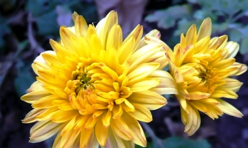 1 65060 original jpg jpeg