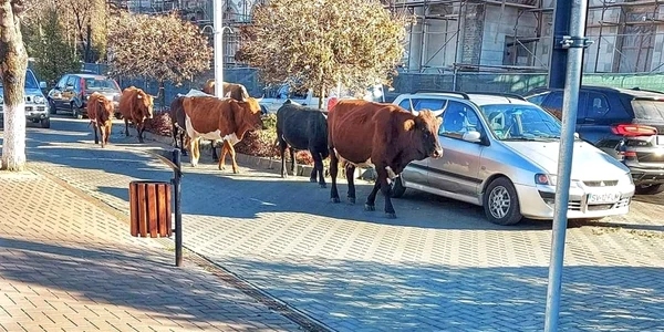 vacile din Vatra Dornei 