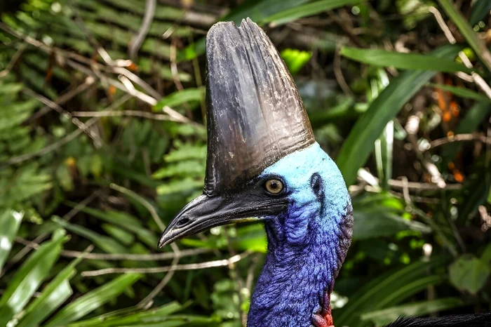 Casuarul sau pasărea dinozaur, foto Phys.org