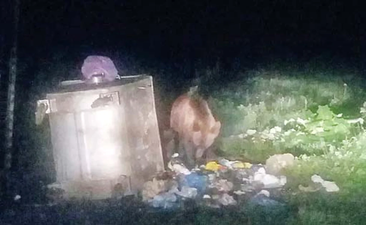 
    Cel mai probabil, ursul venise  în căutare de hrană  