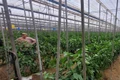 spaniolii cultiva mai putine plante la hectar, dar cu eficienta mai mare   foto arhiva victor radu jpeg
