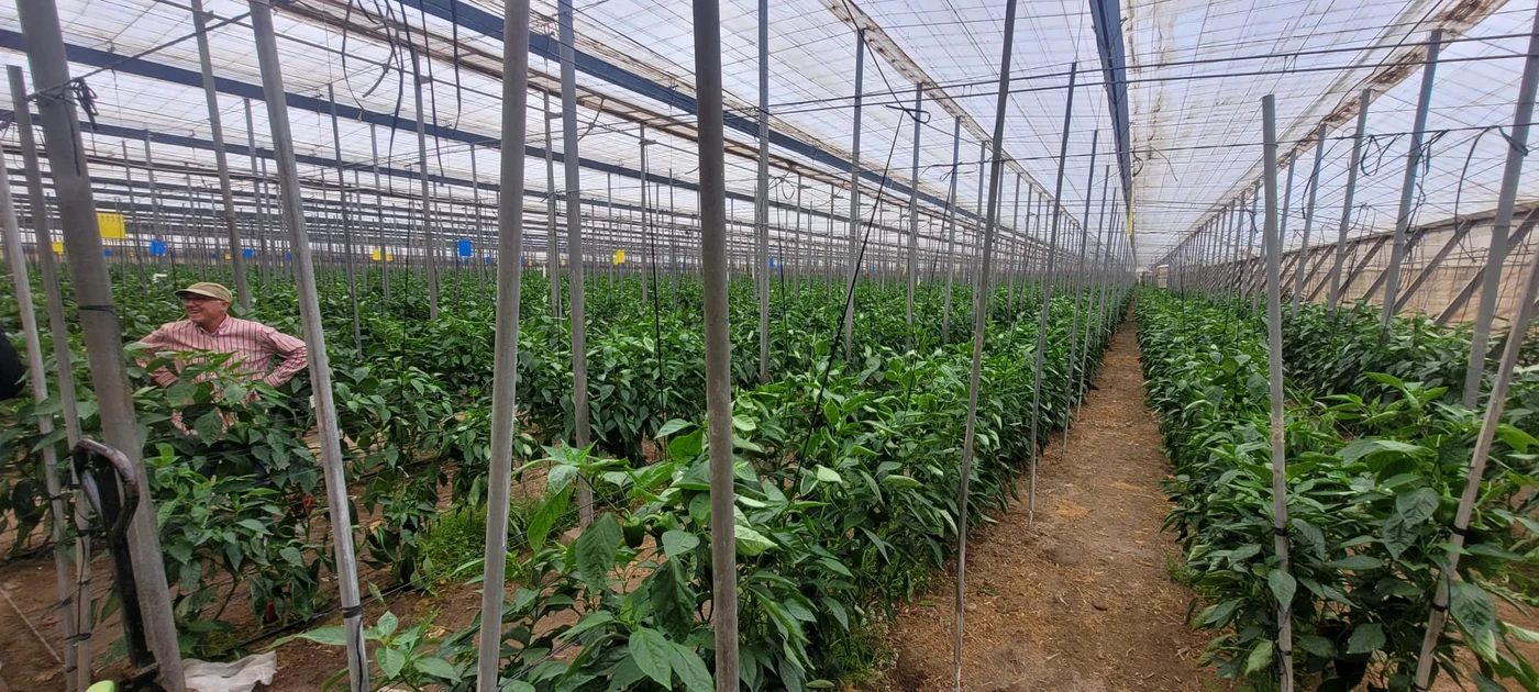Există o plantă pe care dacă o cultivi, o poți vinde cu 10.000 de euro/kg. Foto: Click.