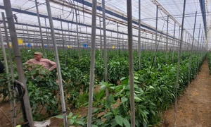 spaniolii cultiva mai putine plante la hectar, dar cu eficienta mai mare   foto arhiva victor radu jpeg