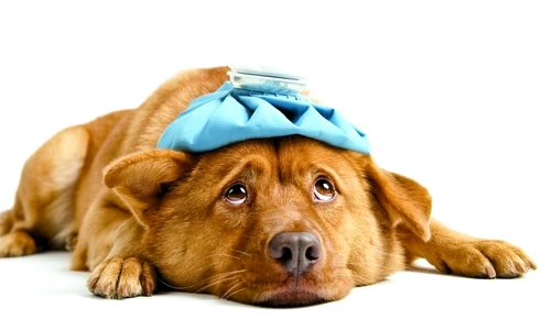 1 47776 original jpg jpeg