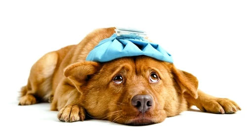 1 47776 original jpg jpeg