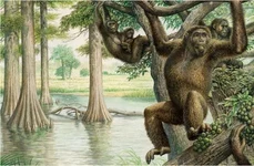 Alternativa europeană a evoluției umane jpeg