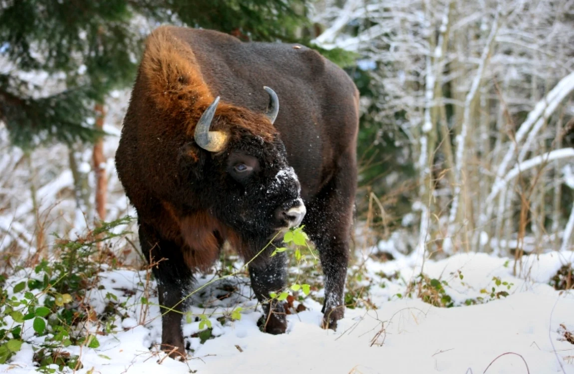 FOTO rewildingeurope.com