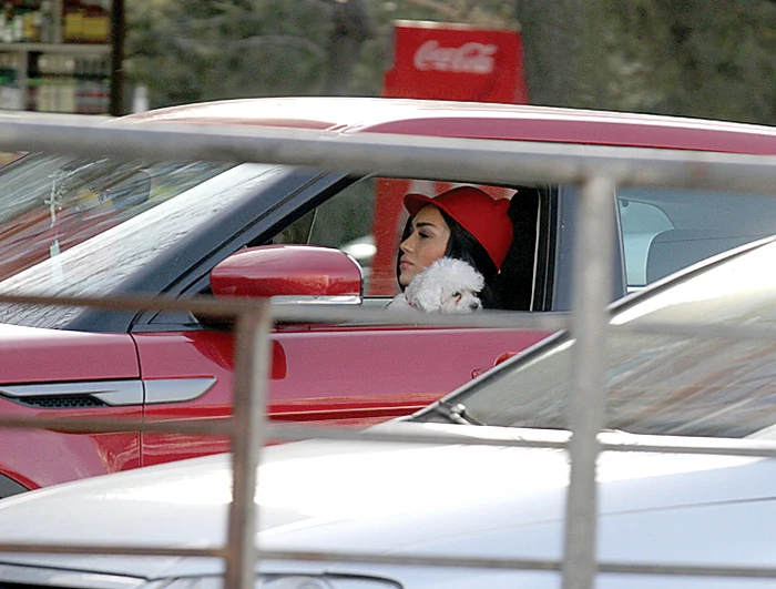 Amenda minimă pentru transportul animalelor pe locurile din faţă ale vehiculelor e de 1.125 de lei