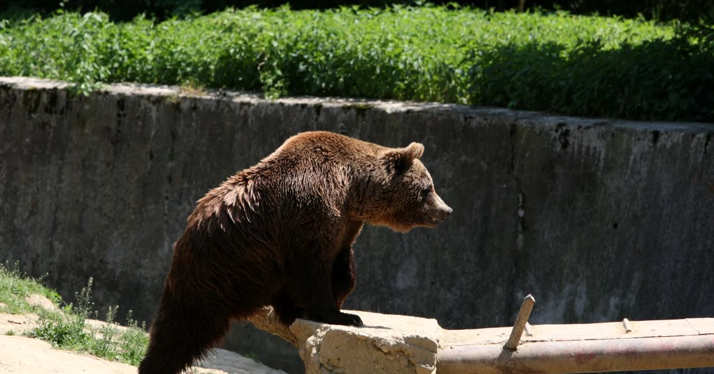 Trei urşi au atacat doi bărbaţi care culegeau cartofi FOTO Adevărul