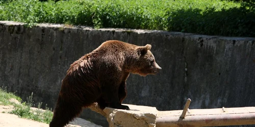 Târgovişte: Şocant! Au scăpat cu viaţă după ce au fost atacaţi de urs!