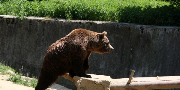 Târgovişte: Şocant! Au scăpat cu viaţă după ce au fost atacaţi de urs!