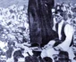 historia ro undefined jpeg