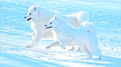 1 66783 original jpg jpeg