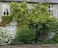 Trandafirul Banksiae Foto Trees and Shrubs