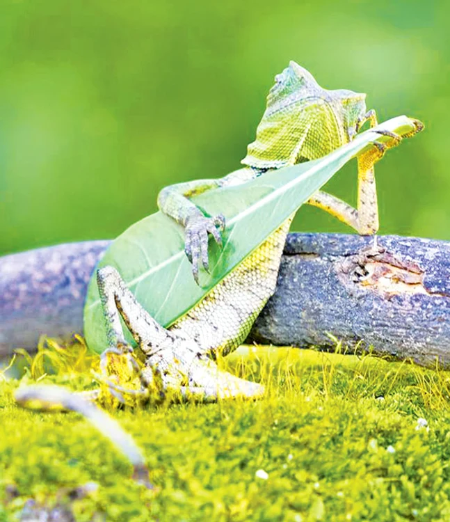 Lizzo cântă la chitară cât e ziua de lungă