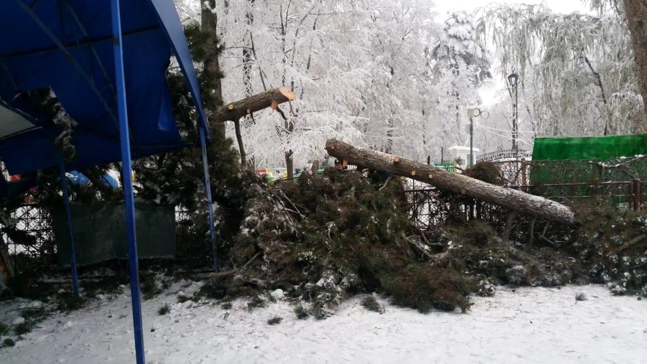 Bradul s-a prăbuşit peste terasa şi gardul localului FOTO Cosmin Zamfirache