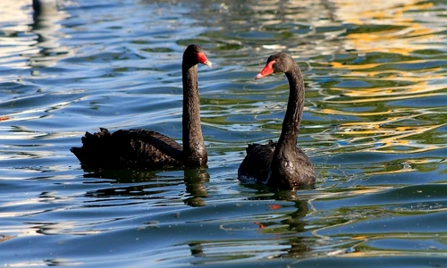 1 73127 original jpg jpeg