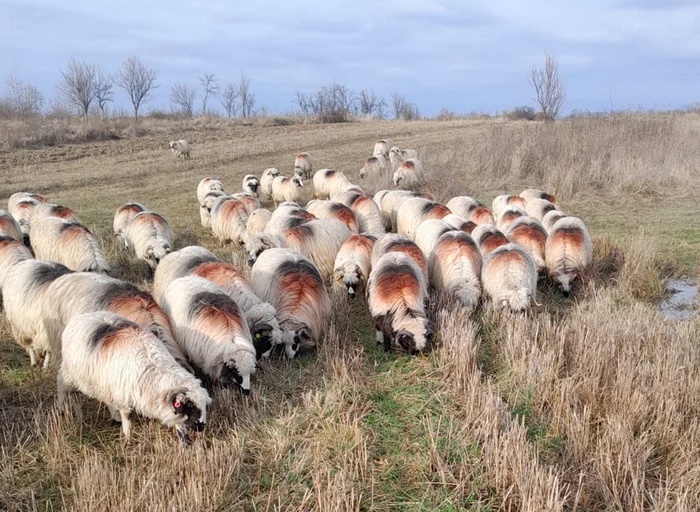 Hoţii fură animalele gestante. Restul sunt abandonate pe câmp. Foto: Laura Gal