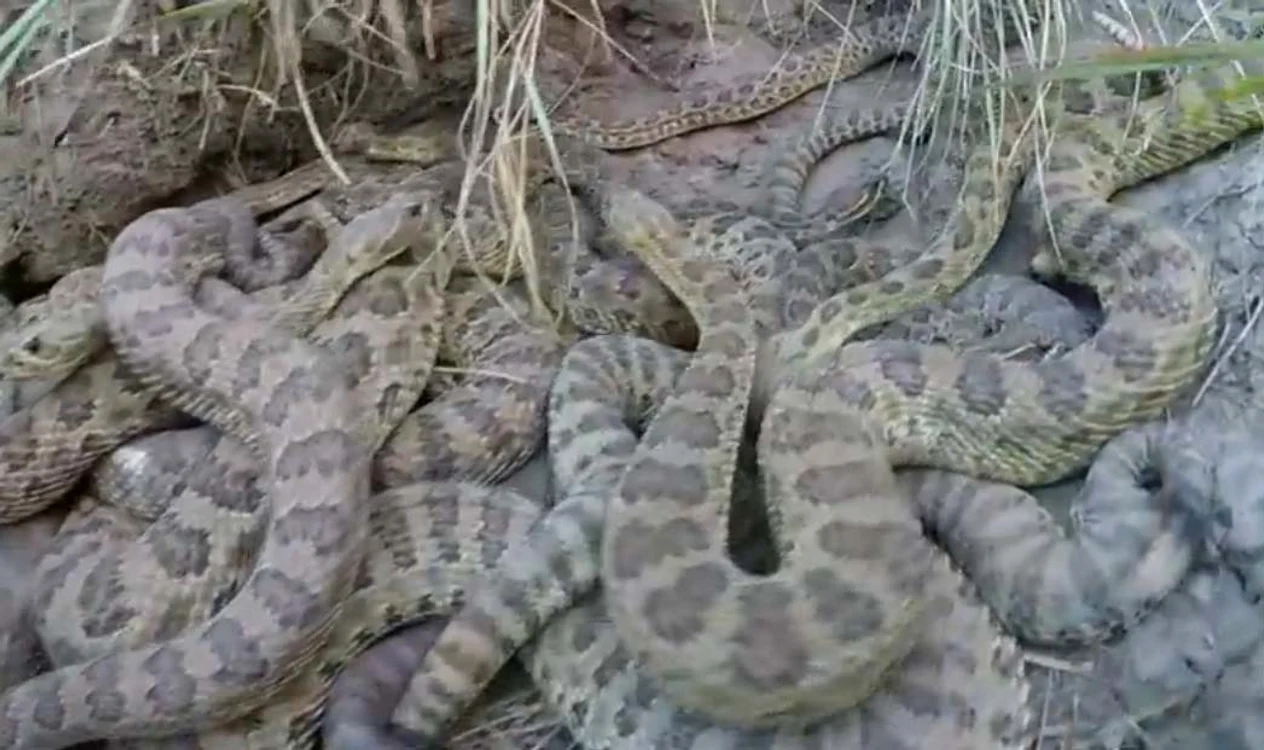 
    A filmat şerpii, dar nu se aştepta la ce a urmat după foto: captură video  