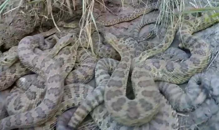 A filmat şerpii, dar nu se aştepta la ce a urmat după foto: captură video