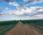 Varza de Lungulețu este renumită în toată țara. FOTO Ștefania Rădoi