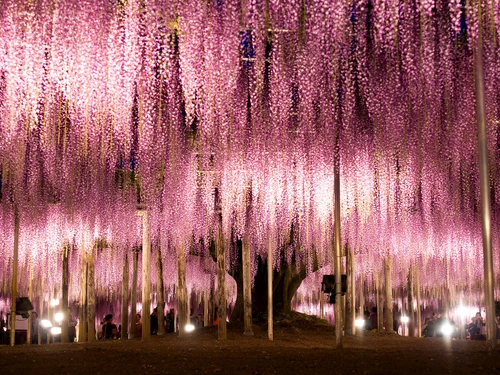 ashikaga wisteria japan 2 cr getty jpg jpeg