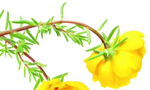 1 47717 original jpg jpeg