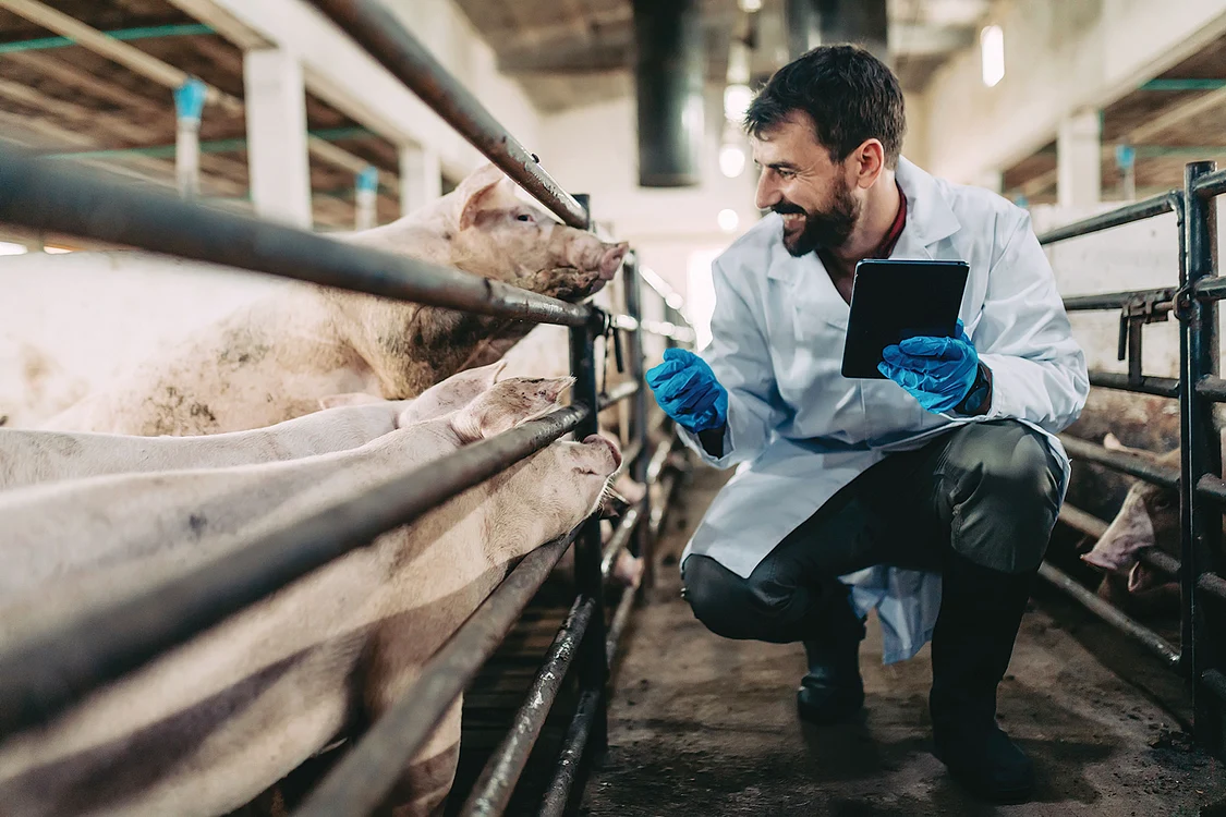 Porcii pentru  Crăciun au în jur  de 120 de kilograme. FOTO: Shutterstock