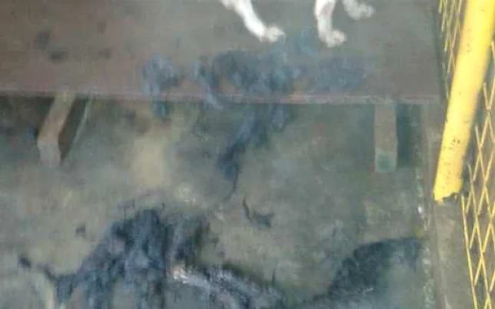 Imagini de groaza in adapostul pentru caini al Primariei Baia Mare FOTO:facebook.com