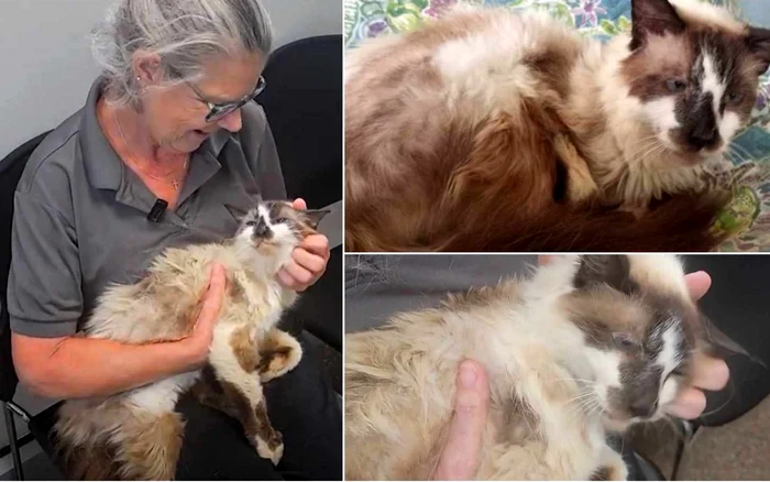 Motanul a revenit în brațele stăpânei sale, după 11 ani. Foto: Animal Society Charleston.