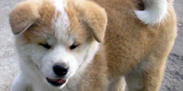 Akita Inu 