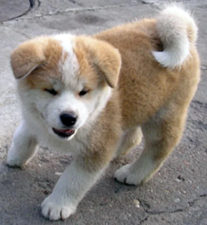 Akita Inu 