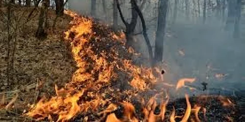 Mai multe incendii de vegetaţie uscată dau bătăi de cap pompierilor