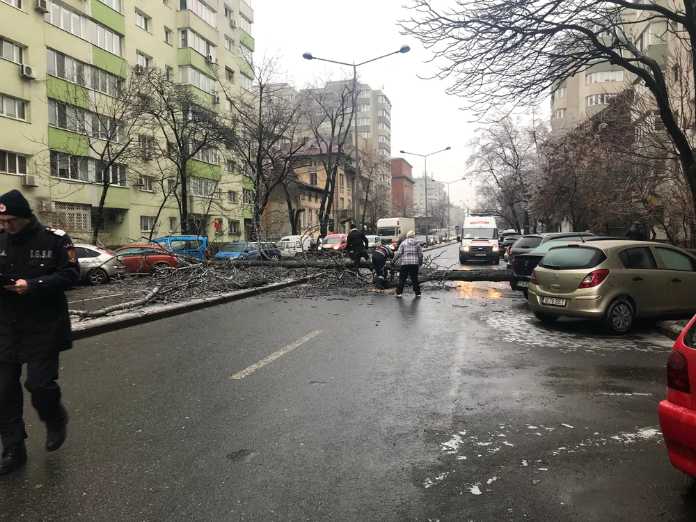
    Copacul căzut pe Bd Banu Manta din București a fist al 20-lea în doar 12 ore Foto: ISU  