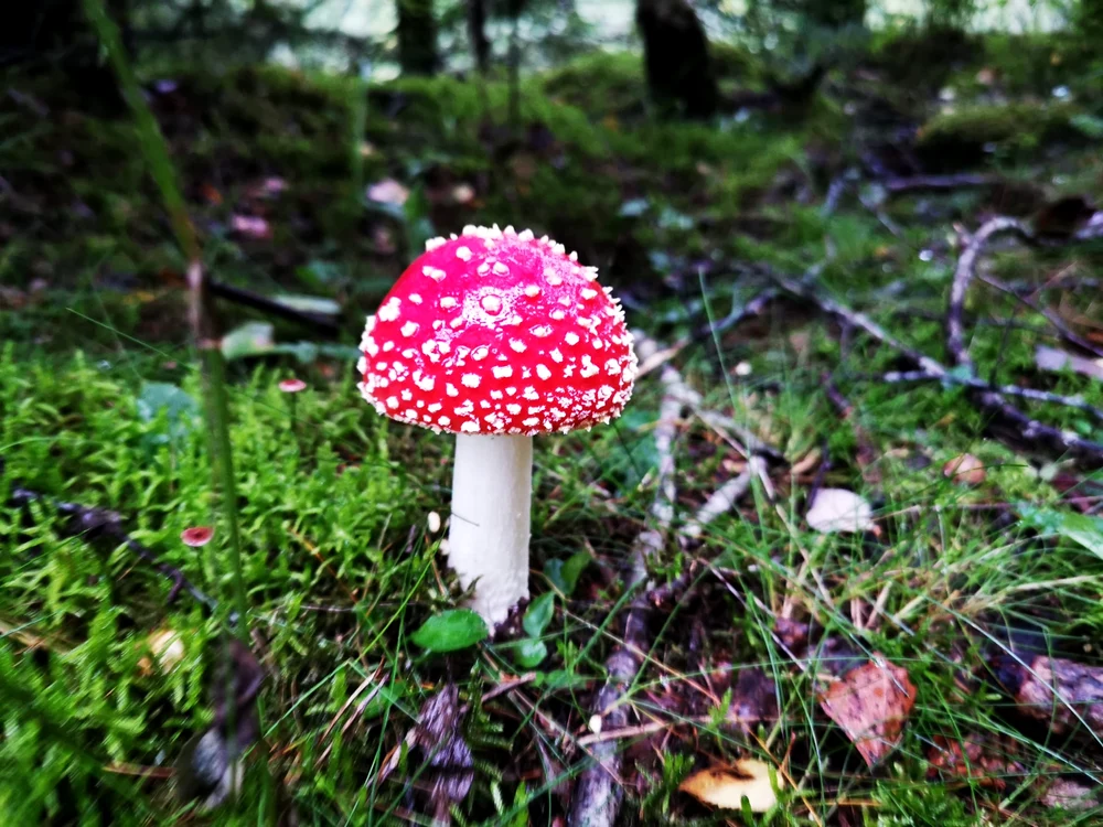 Amanita într-o pădure de conifere din Retezat. Foto: Daniel Guță ADEVĂRUL