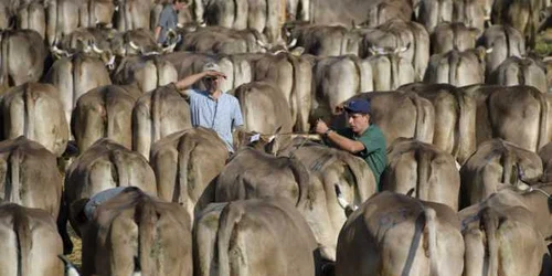 Oameni îngrijesc animalele la târgul traditional de bovine în Schwellbrunn ElveţiaFOTO EPA-EFE / Gian Ehrenzeller