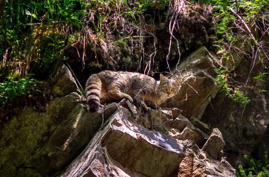 Pisică sălbatică superbă, întâlnită de rangeri într-o pădure. Cum a reacționat animalul FOTO