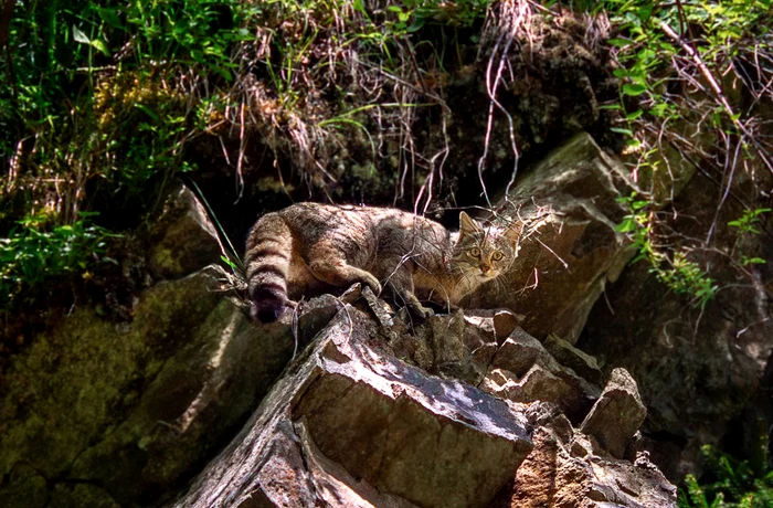 Pisica sălbatică. Foto: Parcul Natural Grădiștea Muncelului Cioclovina