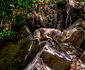 Pisica sălbatică Foto Parcul natural Grădiștea Muncelului Cioclovina (2) jpg