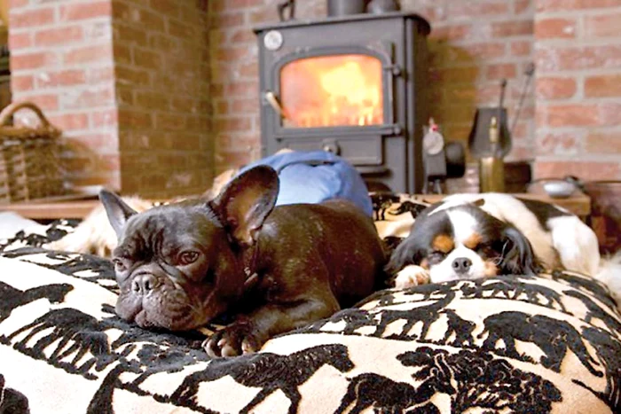 Căţeii pleacă de la hotel mai fericiţi decât au venit