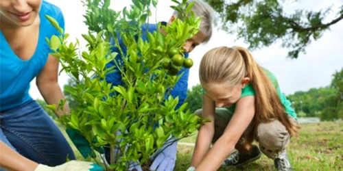 Pomi fructiferi care se prind uşor