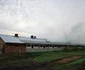 Rușii au ucis 13.000 de porci într-un atac cu dronă FOTO: X