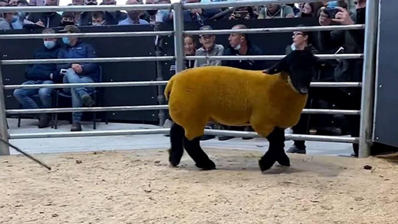 Foto Blessington Mart