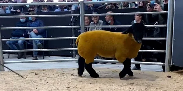 Berbec vândut cu 44 de mii de euro Foto Blessington Mart