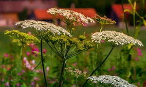 2b76be28 4413 41da a37b 9d1ce0509f36 0 jpeg