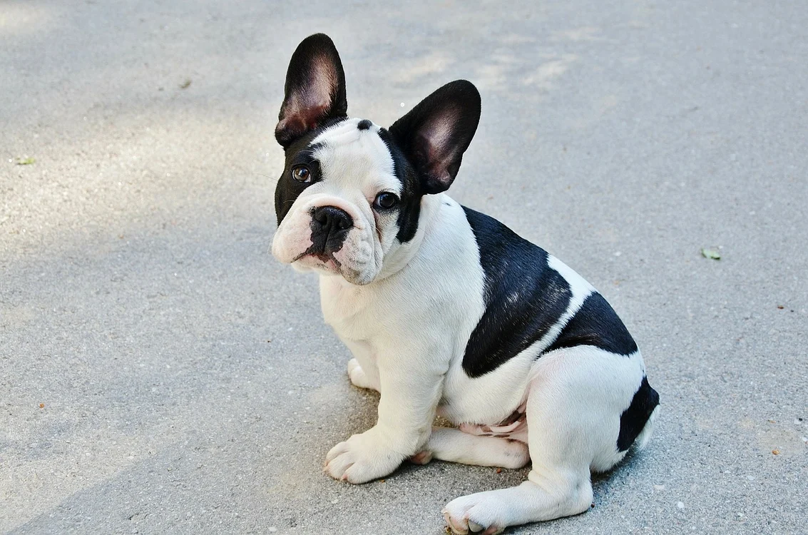 french bulldog 277255 1280 jpg jpeg