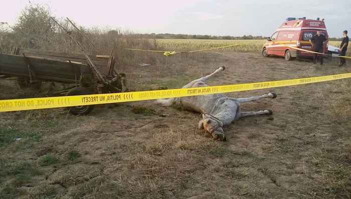 Şi caii au pierit înecaţiFoto: "Adevărul"