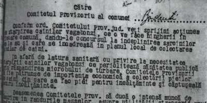 Autorităţile locale erau somate să depăşească Planul de Stat pe 1950 pentru colectarea pieilor de câini pentru încălţăminte şi căptuşeală pentru încălţăminte. FOTO: Dinu ZARĂ