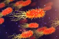 qimono bacteria 3658992 jpg