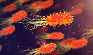qimono bacteria 3658992 jpg